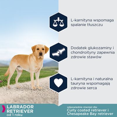 Labrador Retriever od 1 roku. L-karnityna wspomaga spalanie tłuszczu, glukozamina i chondroityna dla stawów, tauryna wspiera serce. Odpowiednie także dla Curly coated retriever i Chesapeake Bay retriever.