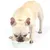 Francia bulldog fehér tálból iszik, kék virágmintával. Francia bulldog fehér tálból iszik, kék virágmintával.