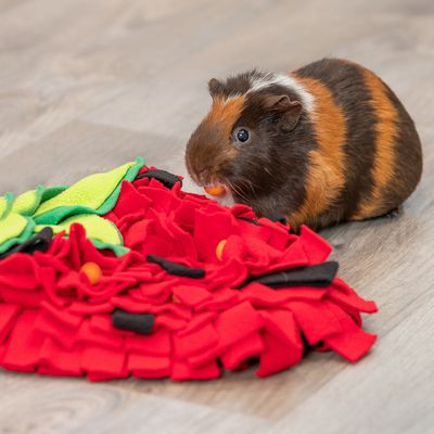 Cobaya comiendo de una alfombra olfativa roja con elementos de tela verdes y negros.