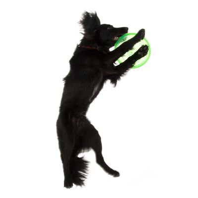 Perro negro juega con frisbee verde, muestra el uso de un juguete para mascotas activas.