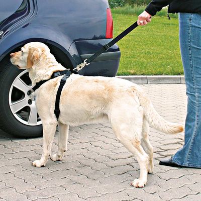 Kutya fekete biztonsági hámot visel, pórázhoz rögzítve, egy autó mellett áll. A kutyahám biztonságos autóhasználatának bemutatása.