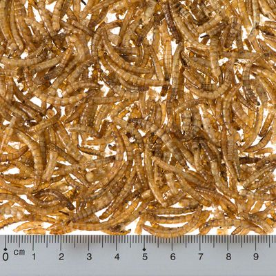 Szárított lisztkukacok centiméteres mércével a méret meghatározásához, kukacok hossza kb. 2-3 cm.