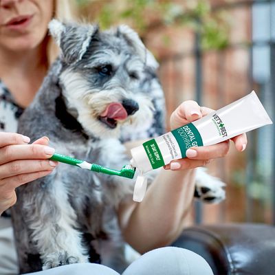 Vet's Best Dental Gel pasta do zębów nakładana na zieloną szczoteczkę do zębów dla psa, w tle pies obserwuje.
