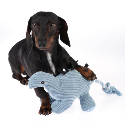 Perro con juguete de peluche azul en forma de dinosaurio, adecuado para juegos interactivos y masticar.
