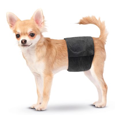 Hund mit schwarzem Bauchband, geeignet für Hygienezwecke oder Schutz.