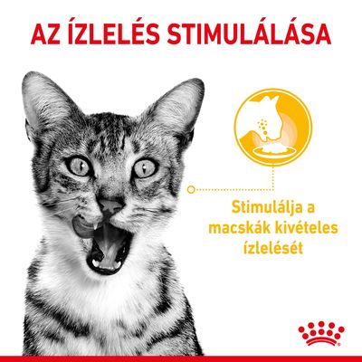 Az ízlelés stimulálása. Stimulálja a macskák kivételes ízlelését – látható szöveg sárga és piros betűkkel, fekete-fehér macska képe mellett.