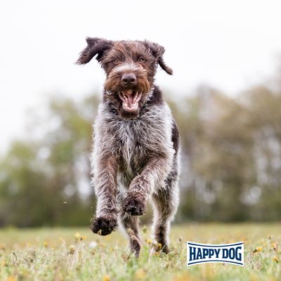 Happy Dog Senior kutyatáp, 11 kg. L-karnitinnal a vitalitásért, támogatja az immunrendszert és ízületeket. Németországban készült. Fit & vital halat, tojást, húst és zöldséget tartalmaz.