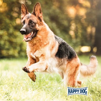 Happy Dog logó. Német juhászkutya ugrik egy réten nappali fényben.