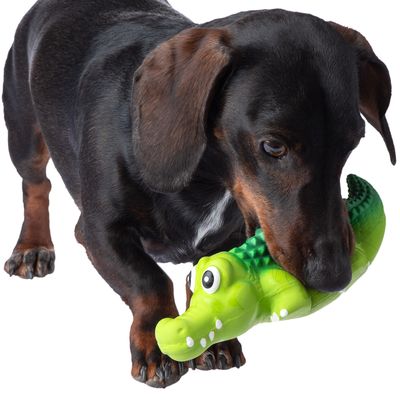 Perro juega con juguete de cocodrilo verde de plástico.