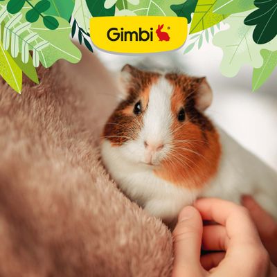 Gimborn - przysmak dla gryzoni