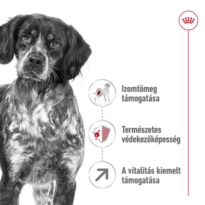 Izomtömeg támogatása, természetes védekezőképesség, a vitalitás kiemelt támogatása – három szöveges ikon egy kutya képe mellett, Royal Canin korona emblémával.