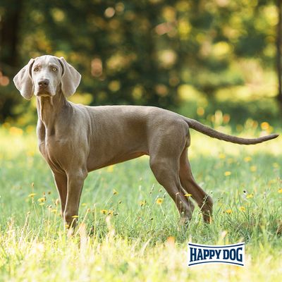 Happy Dog Light Calorie Control, 11kg. Németországban készült. 40%-kal kevesebb zsír, támogatja az anyagcserét, magas rosttartalom. Fit & vital hal, tojás és hús.