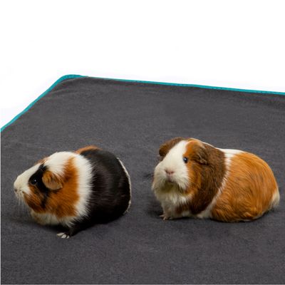 Two guinea pigs on a grey mat with a turquoise border.