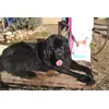 Un chien heureux