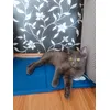 Dasha