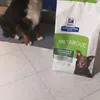 Isabel