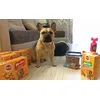Pedigree biscrok