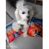 Lusia