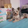 Ronaldo Canin