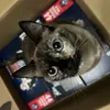 Mi Gata Feliz