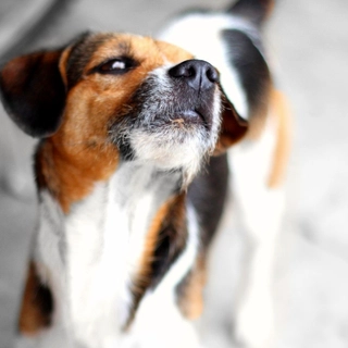 furtiveology profile picture