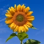 _hs_ profile