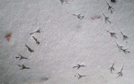 birdieprints Birdie prints in my carport