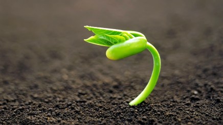 7013647-new-plant-growth-wallpaper