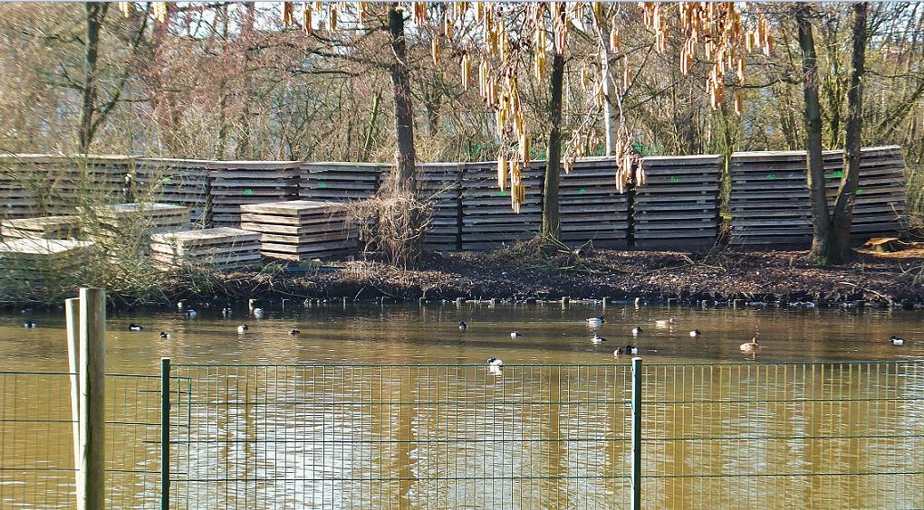 Hamburg - Eppendorfer Mühlenteich - Auch andere Vogelarten nutzen gern das Winterquartier der Alsterschwäne ... Enten und Teichrallen innerhalb des abgetrennten Bereichs. Am Ufer aufgestapelte Paletten