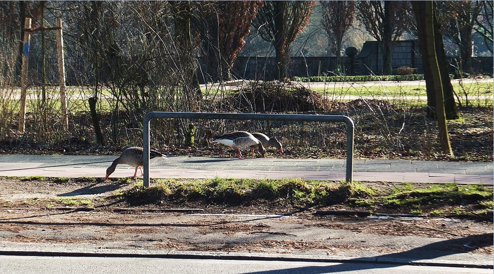 Hamburg - Kaum liegt die vielbefahrene Bebelallee hiner einem wird es merklich ruhiger - Meenkwiese - Drei Graugänse pickend auf dem Bürgersteig