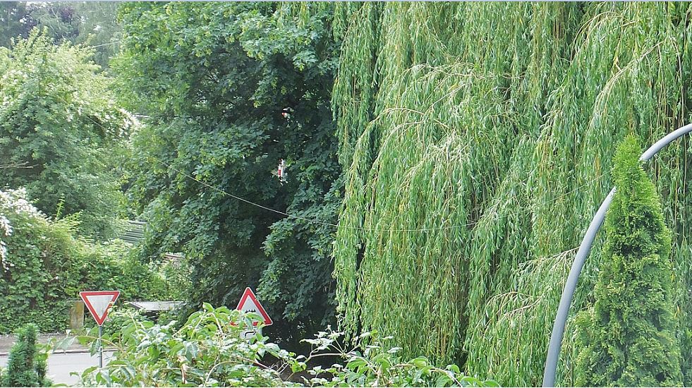 Mysteriöses Seil (Spinnfaden?) Von einer hohen Birke links ausgehend hinübergespannt zur Thuja ...