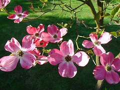 dogwood-274866__180