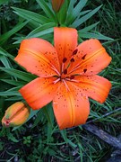 tiger-lily-252859__180