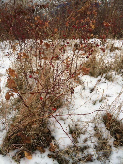 rosehips