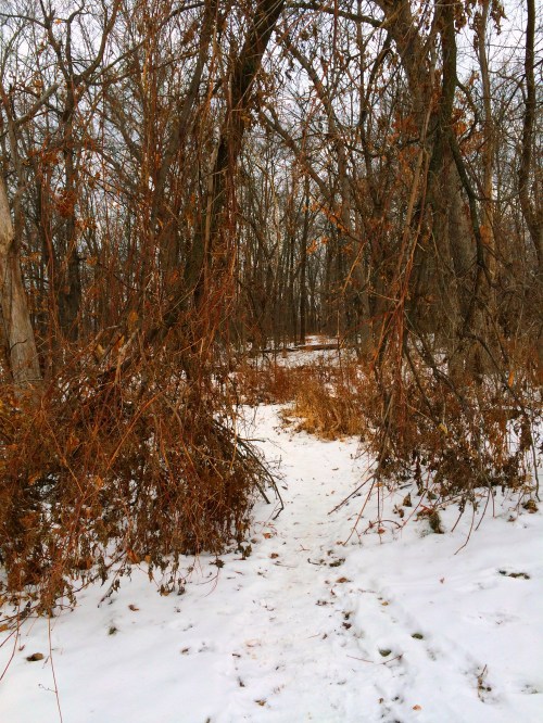 winter walk