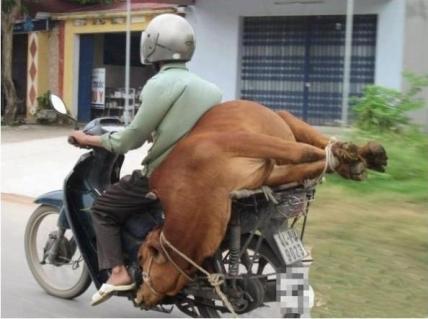 Animal Walfare?