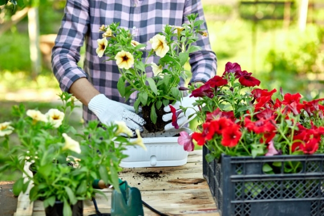 Flower garden Flower garden