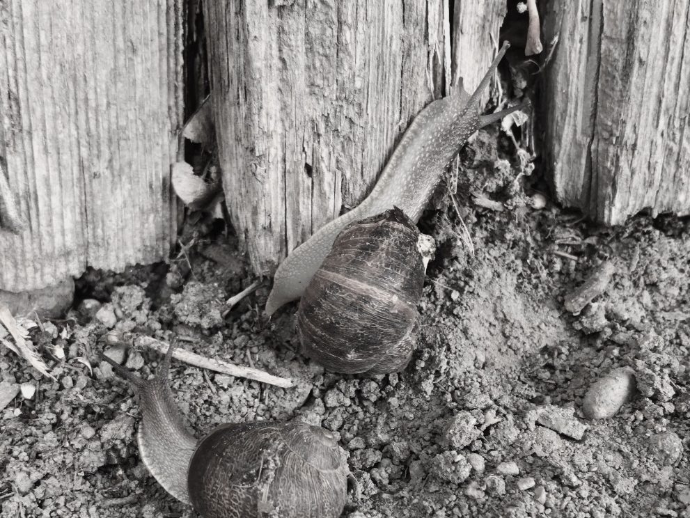 Two garden snails from the back near the base of a fence. One snail is climbing up the fence, the other just behind them.