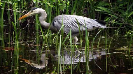 heron-2254372__340