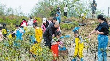 亲子家庭相约海南东寨港种植红树