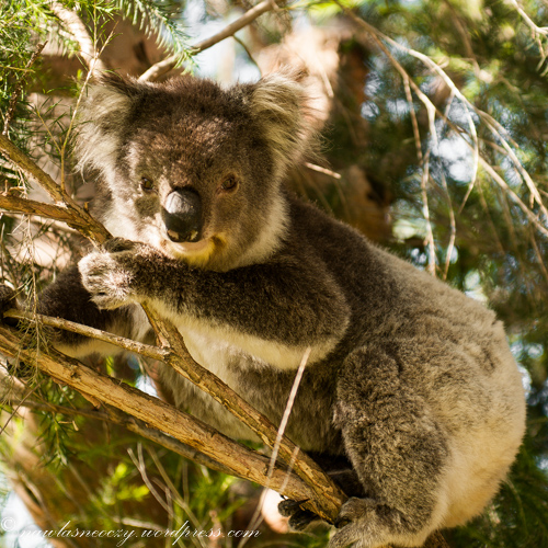 Miś Koala w brew zwyczajowej nazwie nie jest misem tylko torbaczem. Koala spedza 20 godzin w ciagu dnia na spaniu, w wolnych chwilach je liście eukaliptusa nawet do 1kg dziennie.