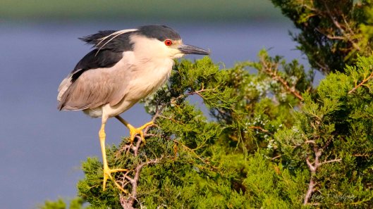 Black-crowned Night Heron