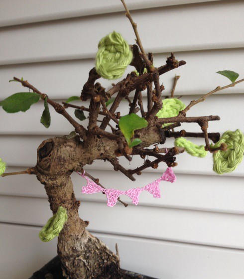 bonsai3