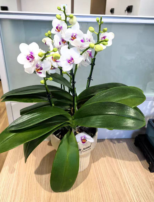 蝴蝶兰植株瘦弱怎么回事？蝴蝶兰植株瘦弱的原因有哪些？