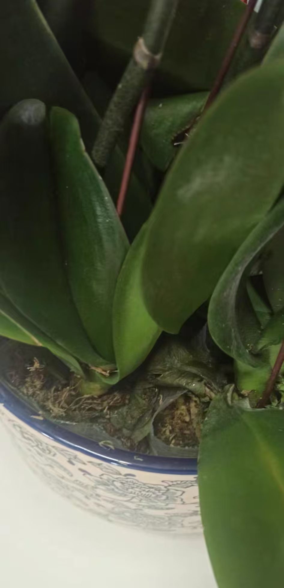 蝴蝶兰水苔太湿能脱盆晾干吗？蝴蝶兰水苔太湿最简单三个步骤是什么？