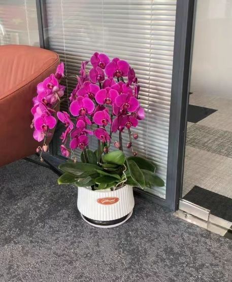 蝴蝶兰剪枝后用什么消毒？蝴蝶兰剪枝后怎么处理？