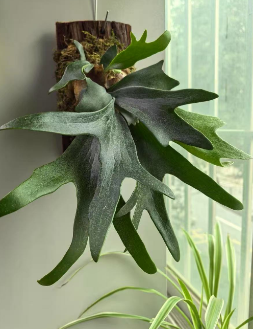需要较高湿度的植物有哪些？对湿度要求高的植物推荐