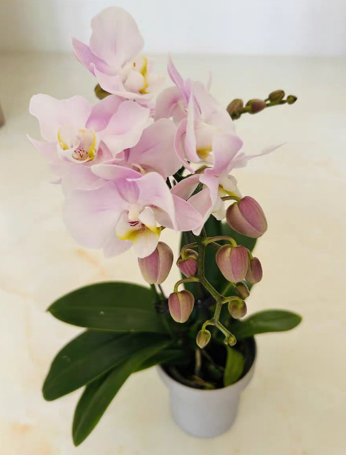 蝴蝶兰换盆要用多菌灵吗？蝴蝶兰换盆后怎么养护？