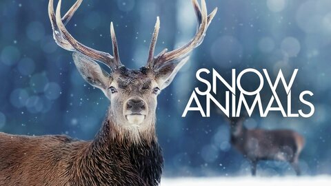 Snow Animals