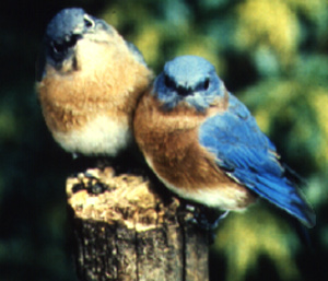 bluepair